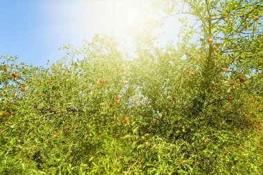 Güzel güneşli bahar ve yaz doğası, parktaki ağaçlar ve açık hava manzarası