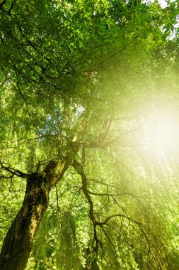 Güzel güneşli bahar ve yaz doğası, parktaki ağaçlar ve açık hava manzarası