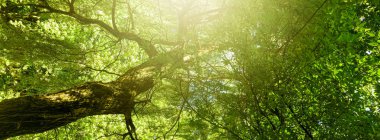 Güzel güneşli bahar ve yaz doğası, parktaki ağaçlar ve açık hava manzarası