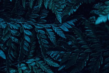 Mavi bitki gece gerçeküstü botanik arkaplan olarak ayrılır, minimum tasarım arkaplanı