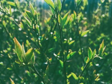Güneşli bir günde botanik bahçesinde yeşil bahar yaprakları, güzel doğa ve çevre