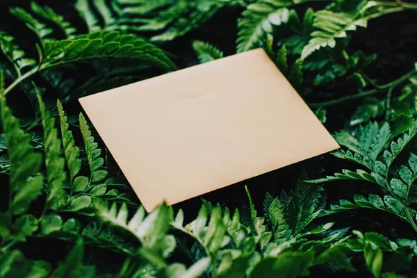 Sobre Blanco Hojas Verdes Naturaleza Tarjeta Papel Como Fondo Correspondencia — Foto de Stock