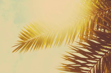 Sıcak yaz gününde tropikal palmiye yaprakları bağbozumu arka plan, yaz doğası ve seyahat gibi