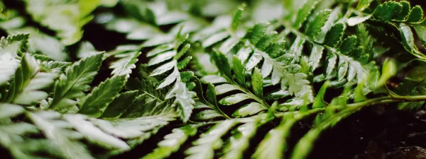 Hojas de plantas tropicales en el jardín como fondo botánico, Naturaleza y medio ambiente — Foto de Stock