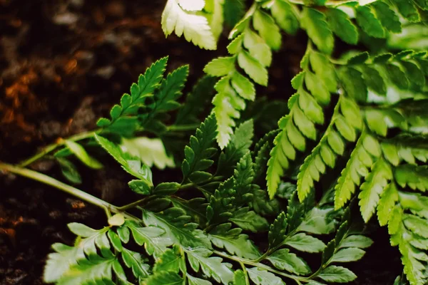 Hojas de plantas tropicales en el jardín como fondo botánico, Naturaleza y medio ambiente — Foto de Stock