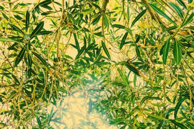 Botanik arka plan, zeytin dalı ve yapraklar yazın, güzel doğa.