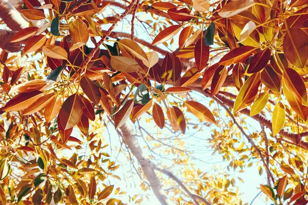 植物の背景、オリーブの木の枝と夏の葉、美しい自然 — ストック写真