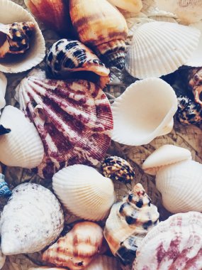 Deniz kabukları yaz mevsimi arka plan, doğa ve seyahat gibi
