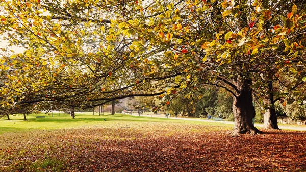 Naturaleza otoñal en el parque, hojas de otoño y árboles al aire libre en Milán, región de Lombardía en el norte de Italia — Foto de Stock