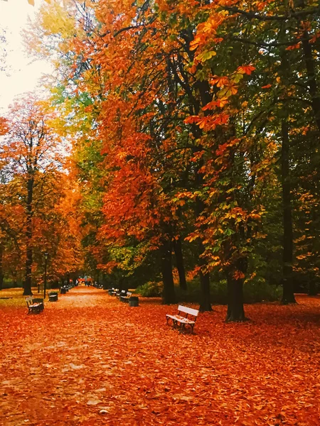 Höstens natur i parken, höstlöv och träd utomhus — Stockfoto