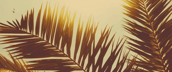 Tropical palmeira folhas no dia quente de verão como fundo vintage, natureza verão e viagens — Fotografia de Stock