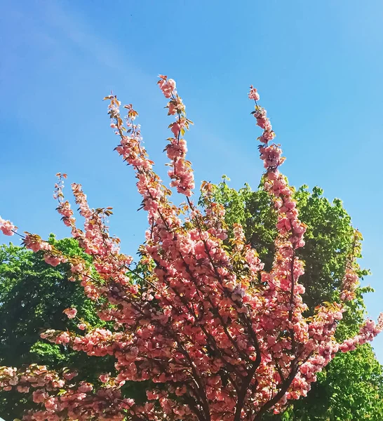 Beautiful blooming tree in spring in Paris, pink flowers and blue sky