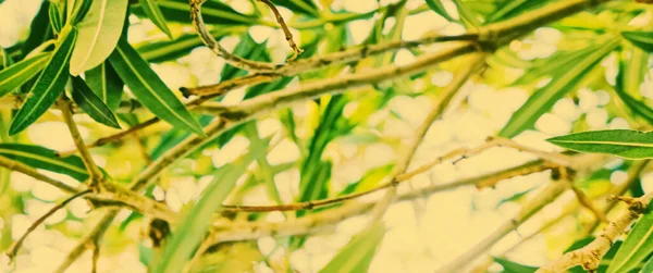 Ботанічний фон, гілки оливкового дерева і листя влітку, красива природа — стокове фото