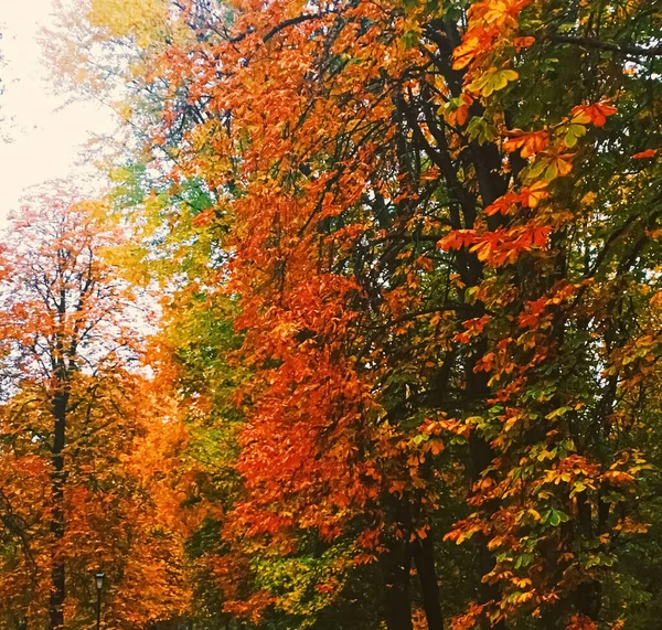 Осіння природа в парку, осіннє листя і дерева на відкритому повітрі — стокове фото