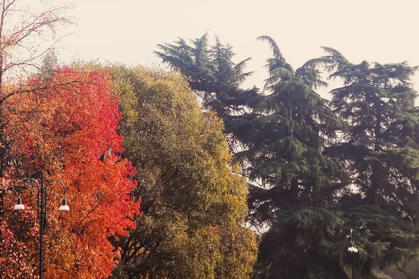 Hösten natur i parken, falla löv och träd utomhus i Milano, Lombardiet regionen i norra Italien — Stockfoto