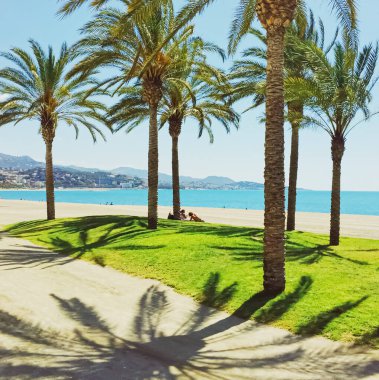 Plajda tropik palmiye ağaçları, yaz doğası ve seyahat