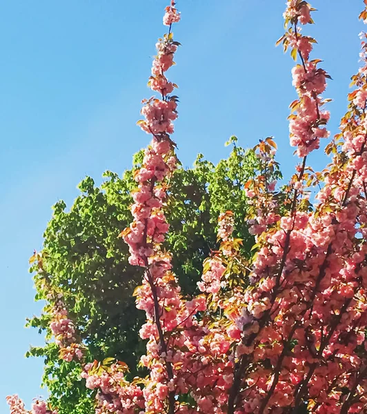 Beautiful blooming tree in spring in Paris, pink flowers and blue sky