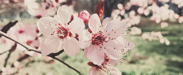 Vintage achtergrond van appelboom bloemen bloeien, bloemen bloesem in het voorjaar — Stockfoto