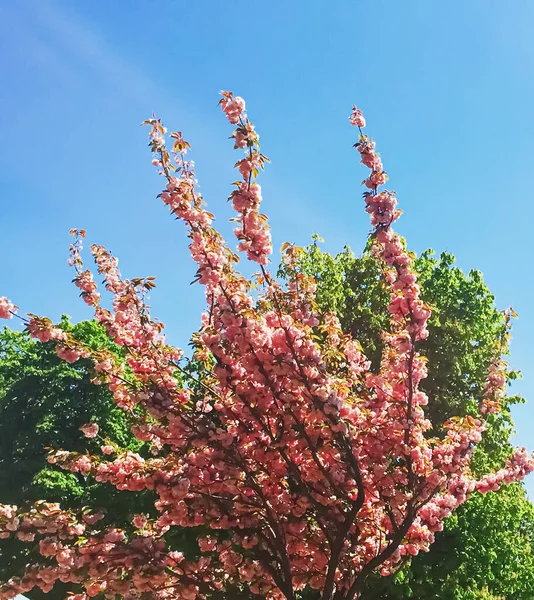 Beautiful blooming tree in spring in Paris, pink flowers and blue sky — Stock Photo, Image