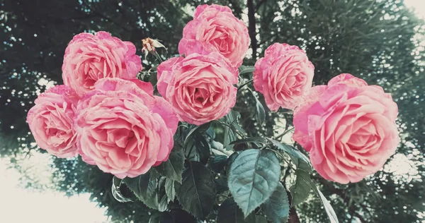 Hermosas rosas rosadas silvestres en un jardín de la ciudad — Foto de Stock