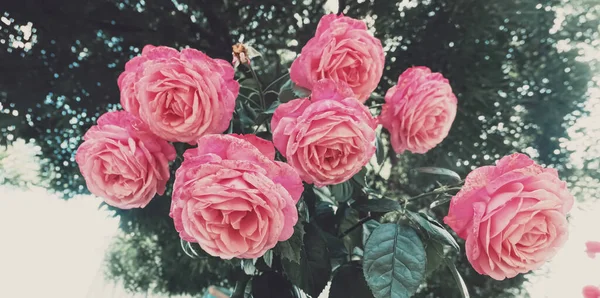 Belles roses roses sauvages dans un jardin de la ville — Photo