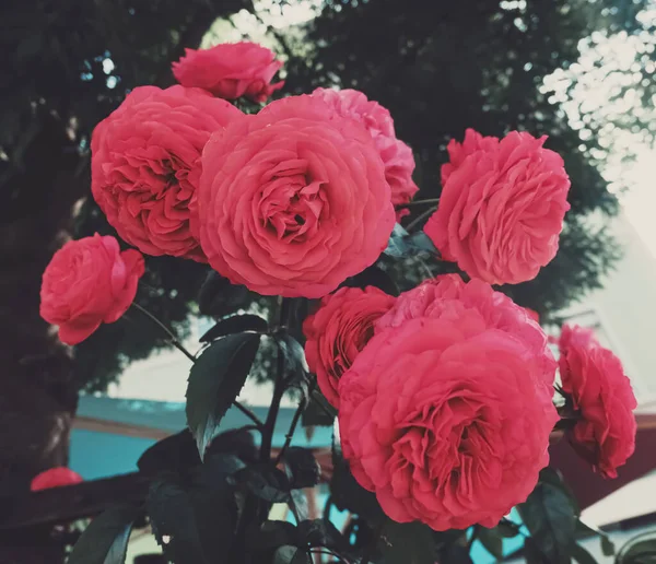 Belas rosas rosa selvagens em um jardim da cidade — Fotografia de Stock