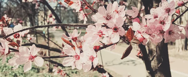 Vintage achtergrond van appelboom bloemen bloeien, bloemen bloesem in het voorjaar — Stockfoto