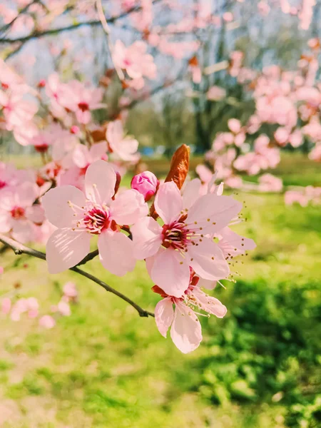Flores de manzano florecen, flores florecen en primavera — Foto de Stock
