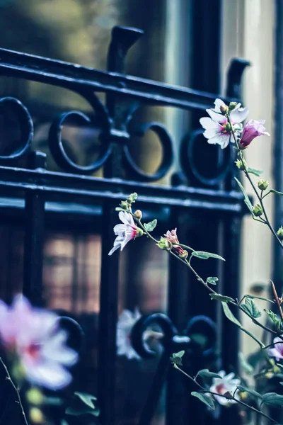 Flores florecientes en una ciudad europea — Foto de Stock