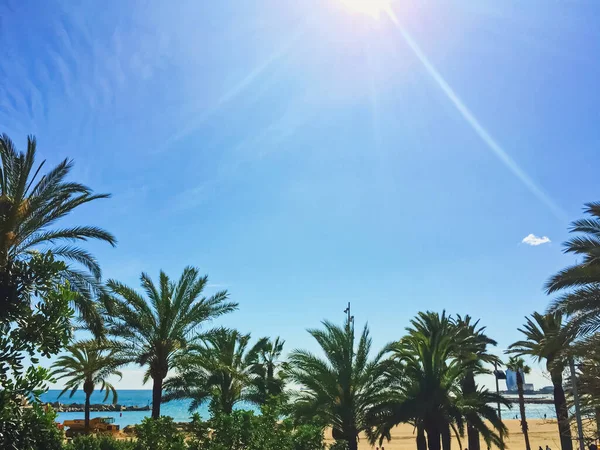 Palmbomen op het strand in de zomer in Barcelona, natuur en reizen — Stockfoto