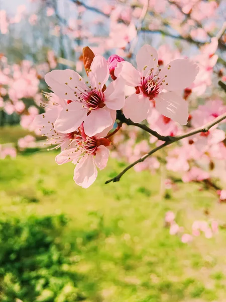 Fiori di melo fioriscono, fiori fioriti in primavera — Foto Stock