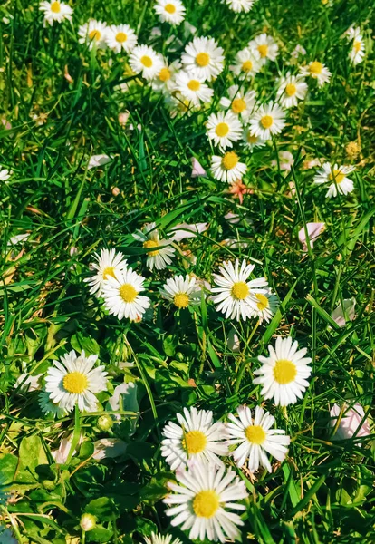 Fiori di margherita ed erba verde in primavera, natura e all'aperto — Foto Stock