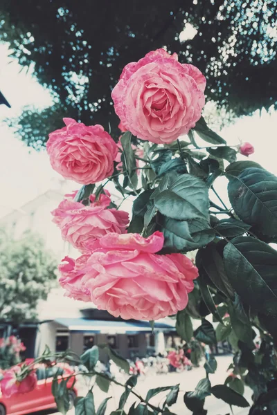 Hermosas rosas rosadas silvestres en un jardín de la ciudad —  Fotos de Stock