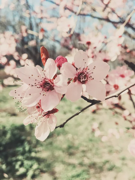 사과나무의 빈티지 배경에 꽃이 피고, 봄에 꽃이 핀다 — 스톡 사진