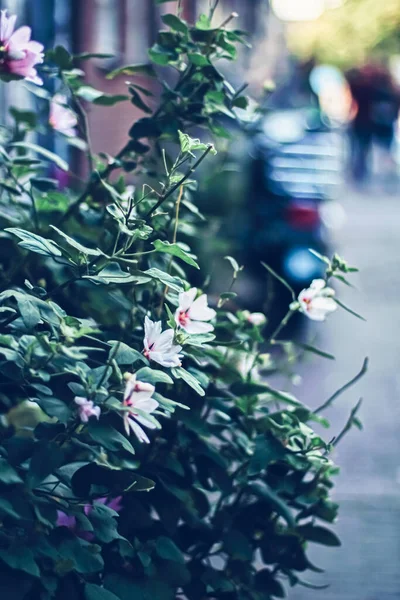 Flores florecientes en una ciudad europea — Foto de Stock