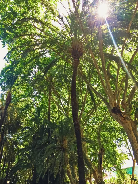 Malaga közparkjai és utcái, Andalucia régió fővárosa Spanyolországban — Stock Fotó