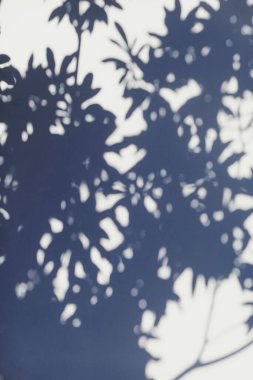 Duvardaki gölgeler, güneş ve güneş ışığı yaz günü gün batımında, doğa ve soyut