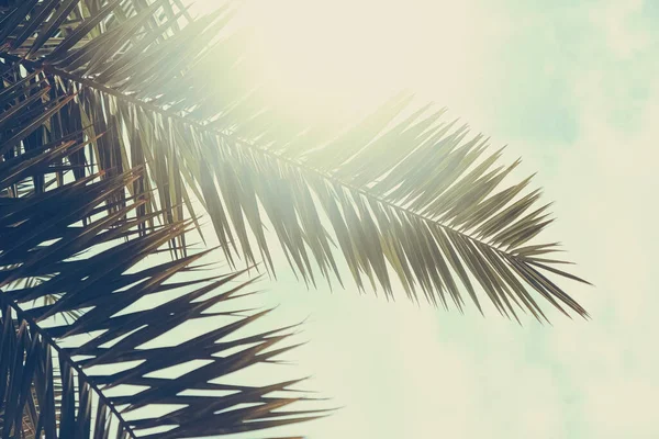 Hojas de palmeras tropicales en el caluroso día de verano como fondo vintage, naturaleza de verano y viajes — Foto de Stock