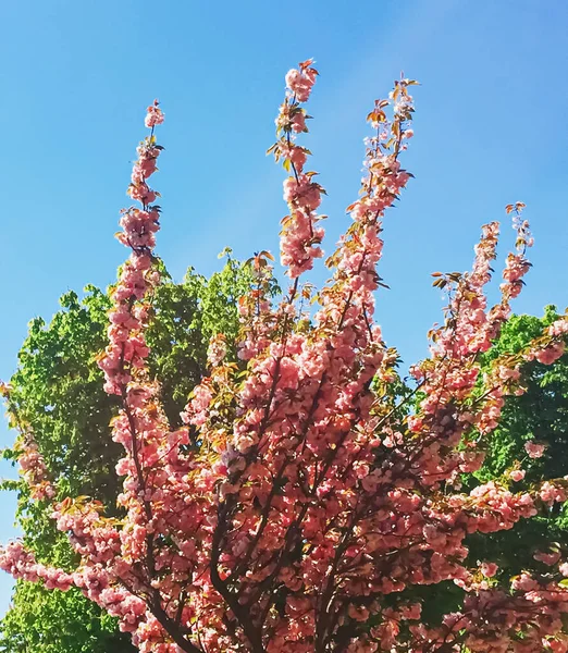 Beautiful blooming tree in spring in Paris, pink flowers and blue sky — Stock Photo, Image