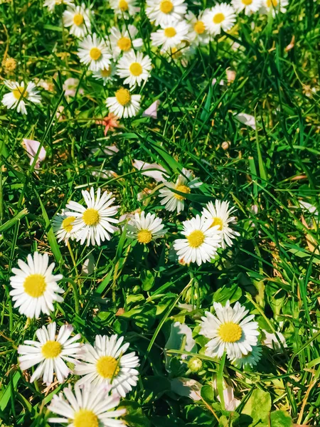 Flores de margarita y hierba verde en primavera, naturaleza y al aire libre — Foto de Stock