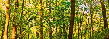 Bahar ormanı manzarası gün batımında ya da gün doğumunda