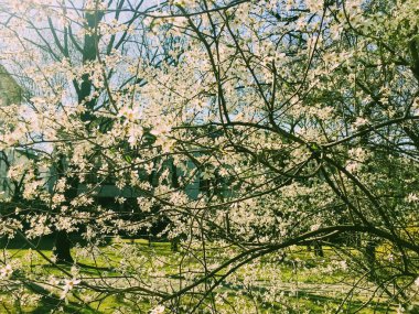 Çiçek arkaplanı olarak baharda açan elma ağacı çiçekleri