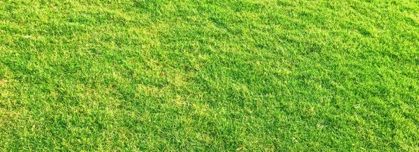 Green grass lawn as background — Stock Photo, Image