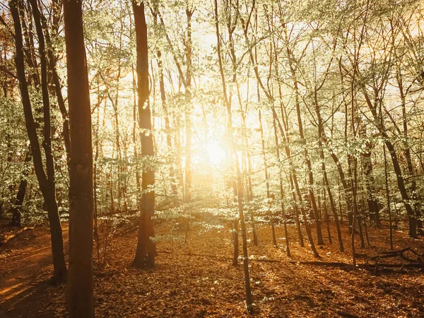 Bahar ormanı manzarası gün batımında ya da gün doğumunda