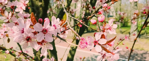 Fleurs de pommier fleurissent, floraison florale au printemps — Photo