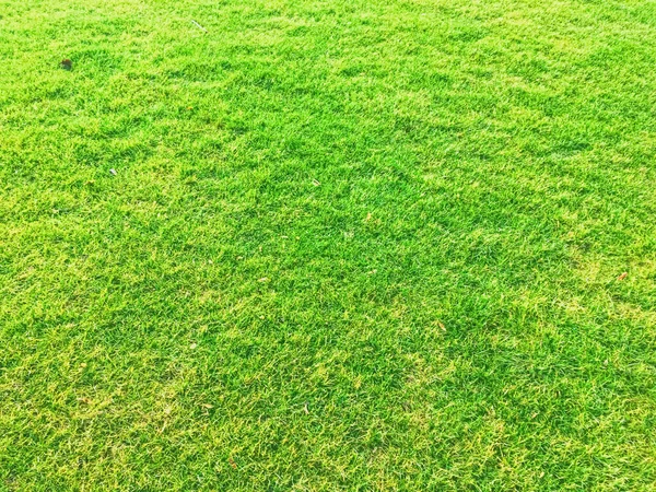 Green grass lawn as background — Stock Photo, Image