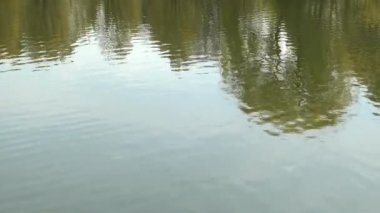 Göldeki ağaçların yansıması