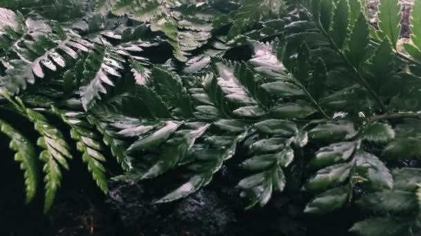 Lluvia en un jardín tropical verde — Vídeos de Stock