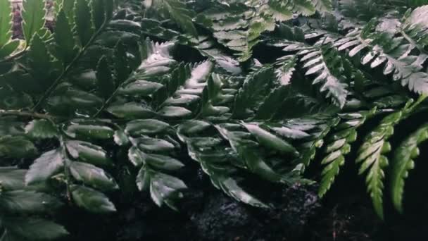 Regen in een groene tropische tuin — Stockvideo