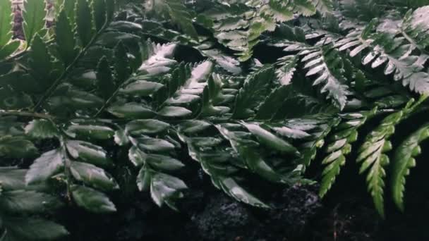 Дощ у зеленому тропічному саду — стокове відео